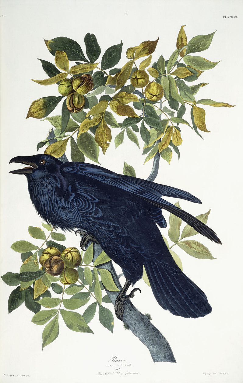 Havran, od John James Audubon