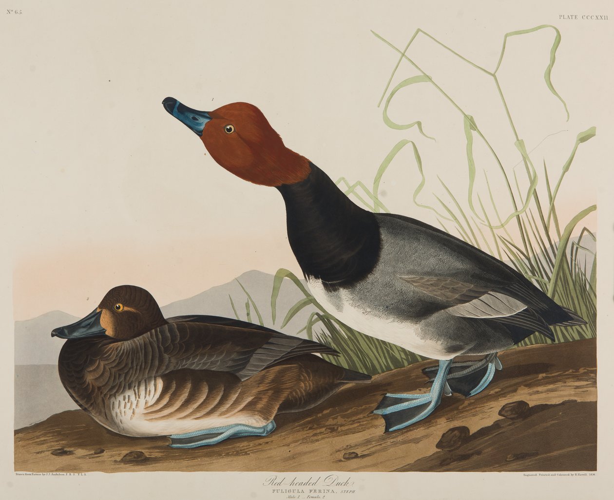 Kachna červenohlavá, 1836 (čb na papíře) od John James Audubon