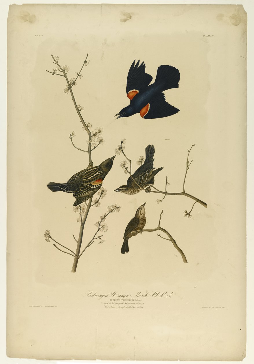Starling red-winged or Marsh Blackbird, tiskl Julien Bien a vydal Roe Lockwood & Son, 1861 (chromolitograf) od John James Audubon