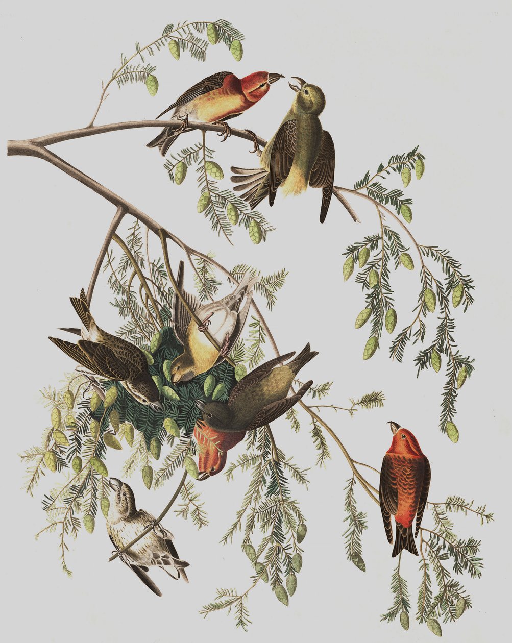 Red Crossbill, Loxia Curvirostra, z "The Birds of America" od Johna J. Audubona, hospoda. 1827-38 od John James Audubon
