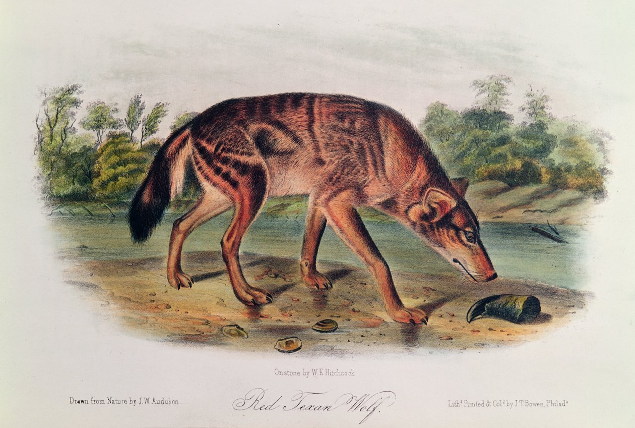 Červený vlk z „Čtvernožců Severní Ameriky“, 1842-45 (ručně kolorovaná litografie) od John James Audubon