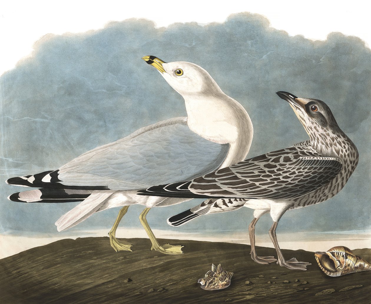 Ring-Billed Racek, Larus Delawarensis, z "The Birds of America" od Johna J. Audubona, hospoda. 1827-38 od John James Audubon