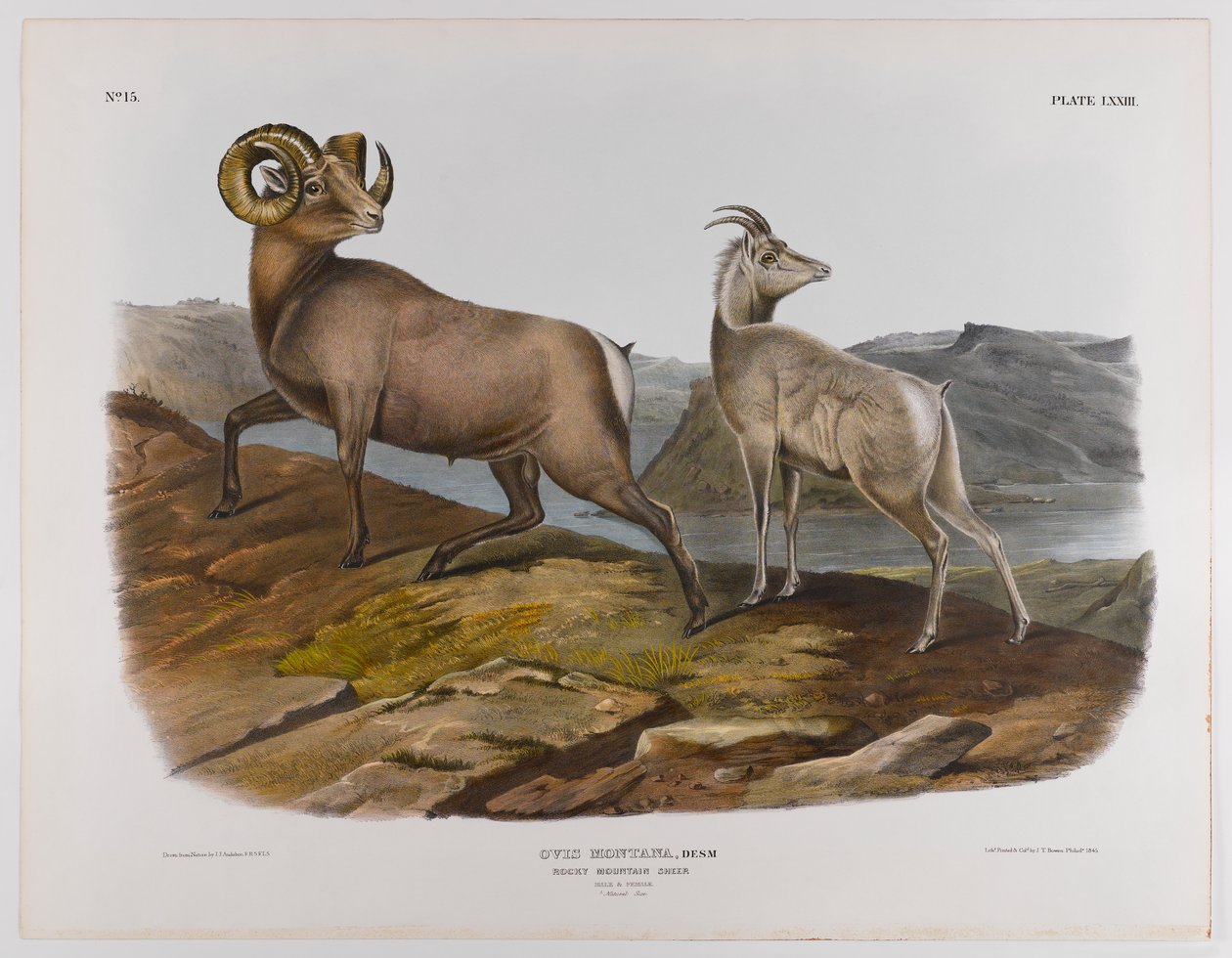 Rocky Mountain ovce, 1845 od John James Audubon