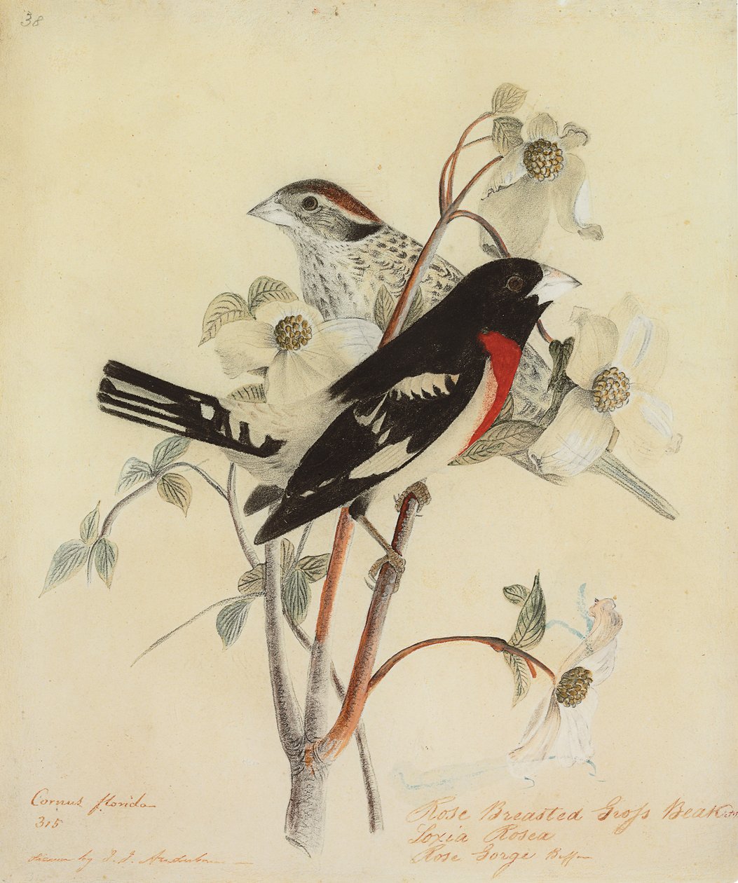 Rose-Breasted Grosbeak, 1938 od John James Audubon