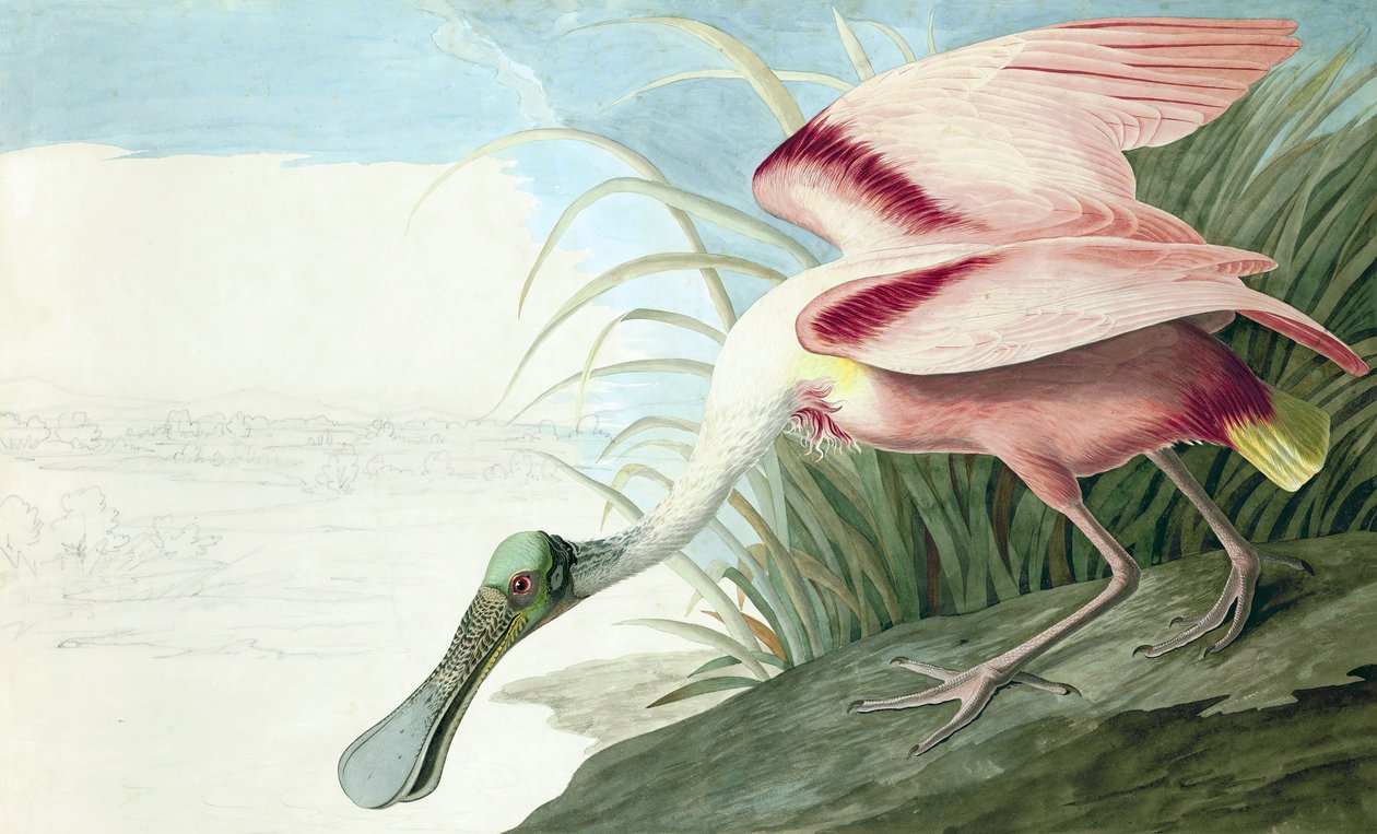 Spoonbill Roseate, Platalea Ajaja, z "The Birds of America" od Johna J. Audubona, hospoda. 1827-38 od John James Audubon