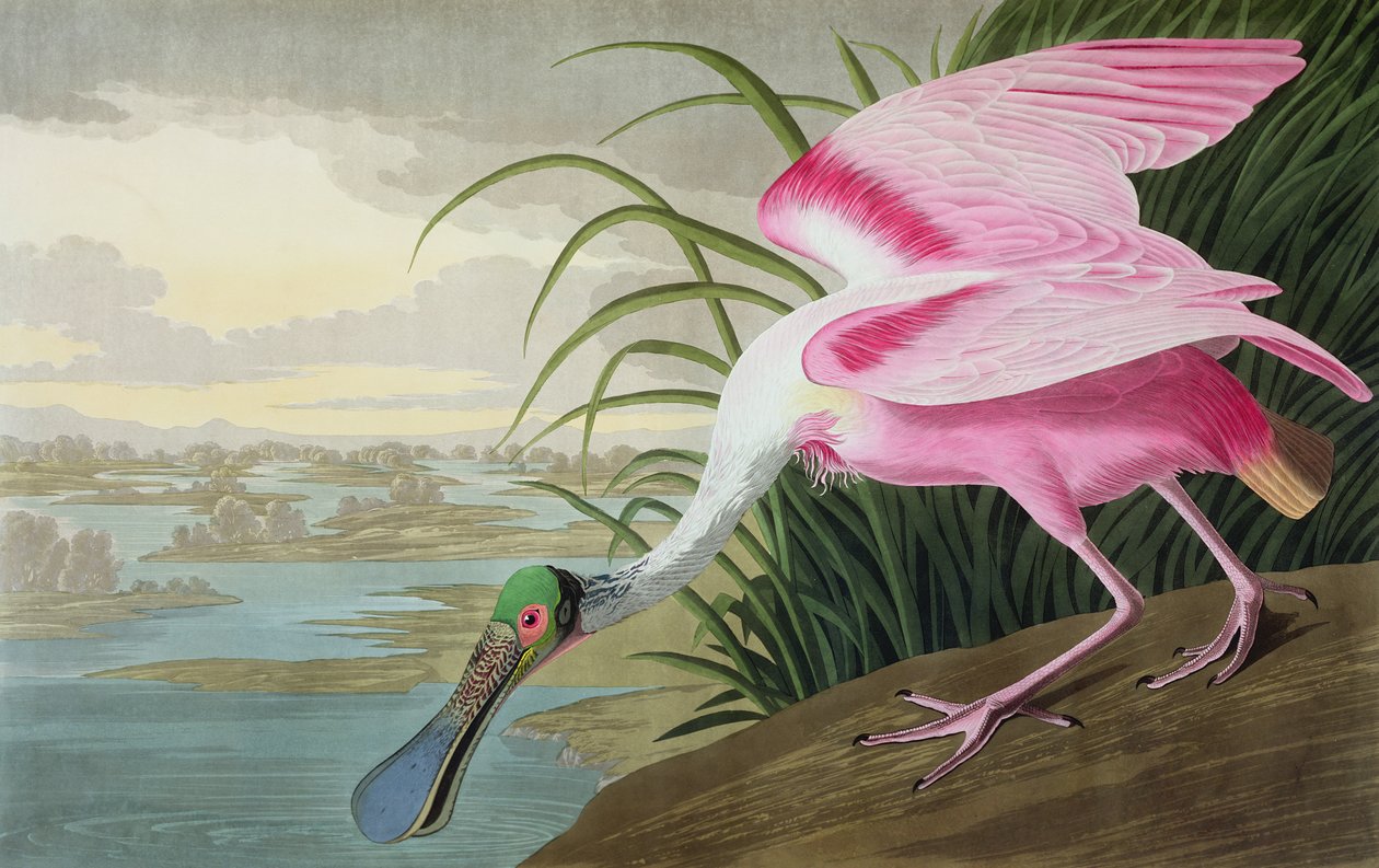Spoonbill, Platalea leucorodia, z "The Birds of America", 1836 od John James Audubon