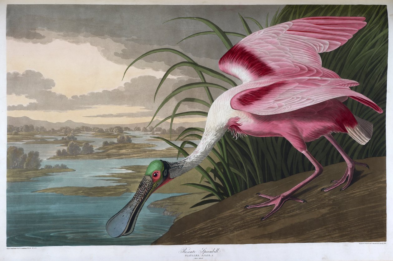 Lžíce růžová. Dospělý muž od John James Audubon