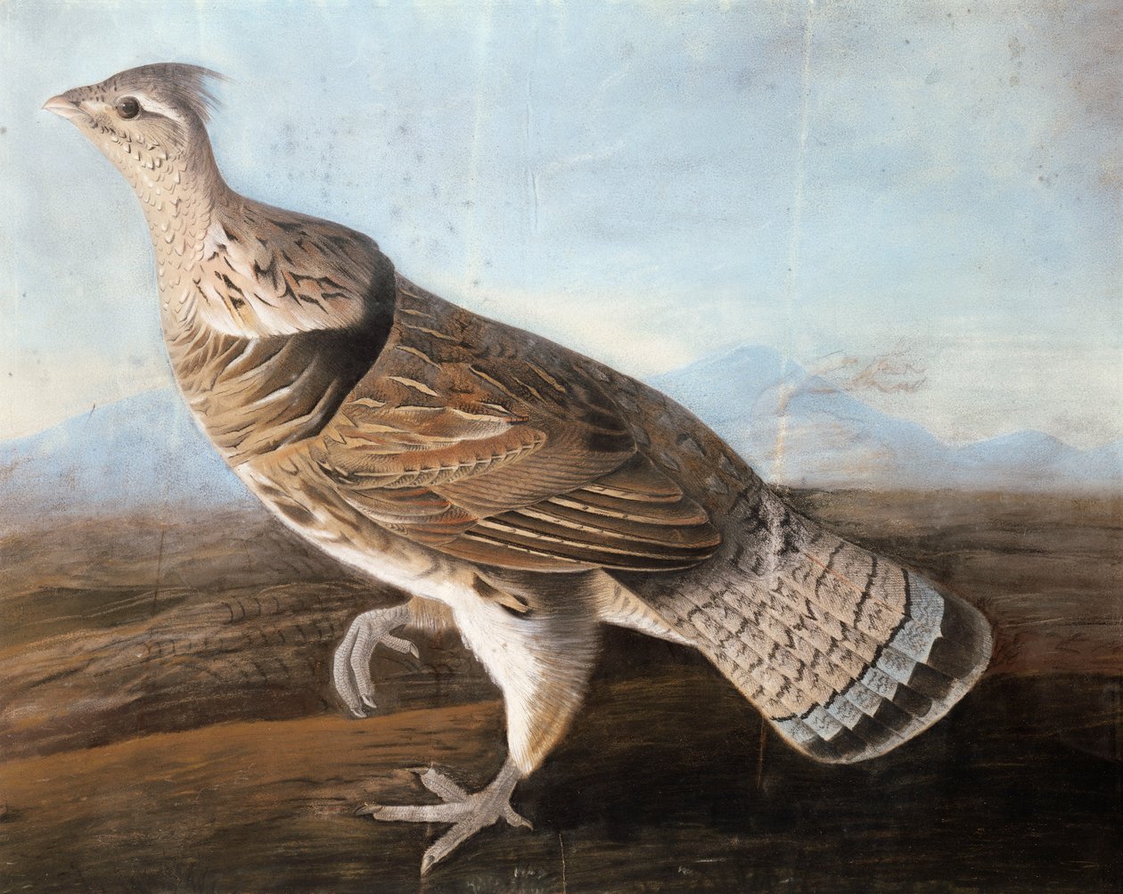 Ruffed Goose, c.1812 (pastel na papíře) od John James Audubon