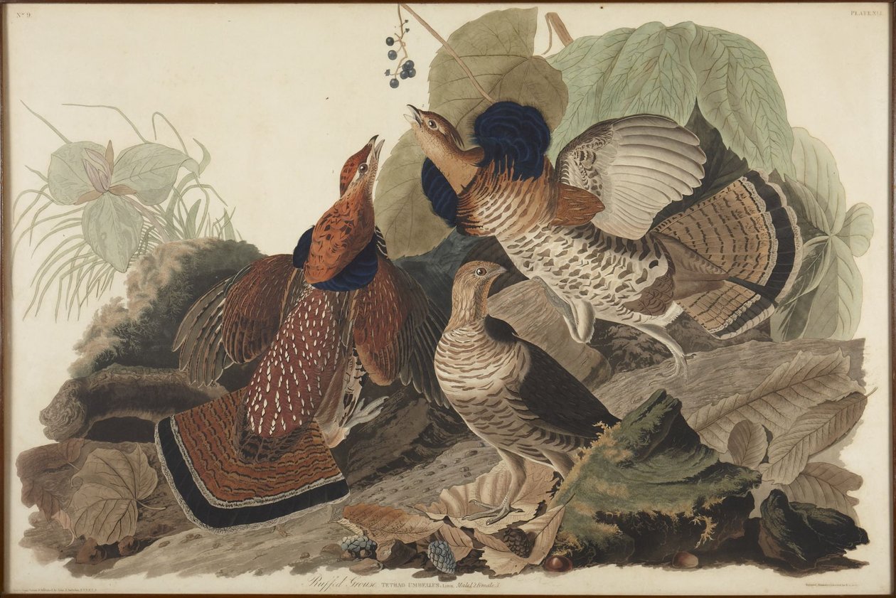 Tetřívek chocholatý od John James Audubon