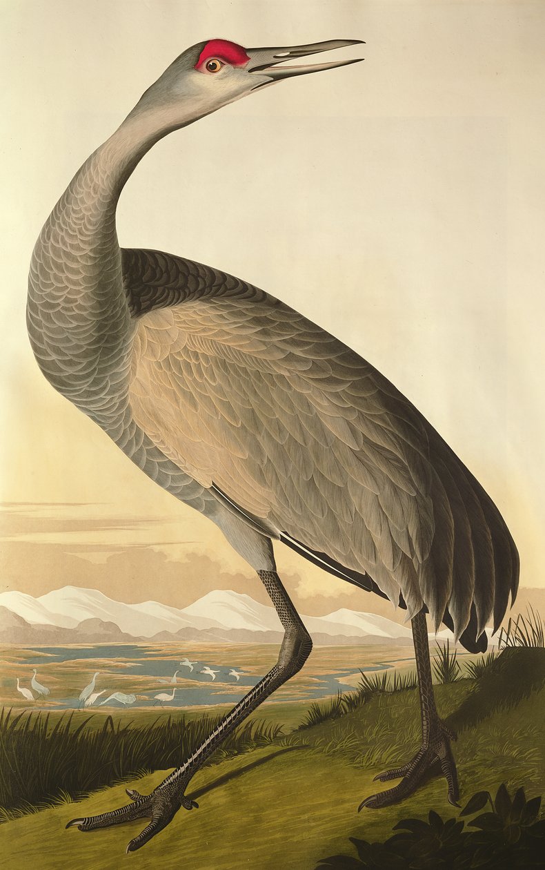 Sandhill Crane, z 