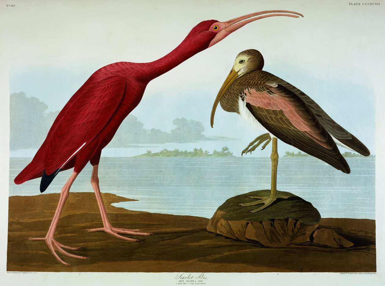 Ibis šarlatový od John James Audubon