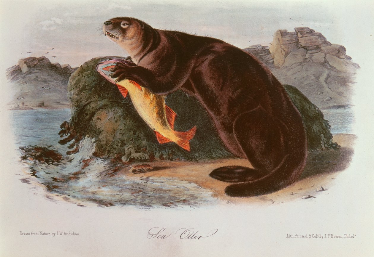 Mořská vydra ze čtyřnožců Severní Ameriky (1842-5) od John James Audubon