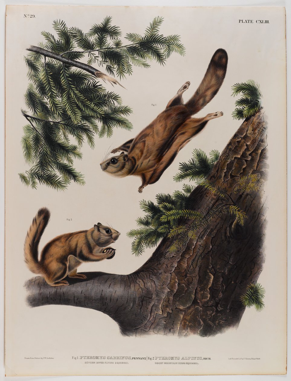 Veverka Severn River (vlevo) a veverka Rocky Mountain (vpravo) od John James Audubon