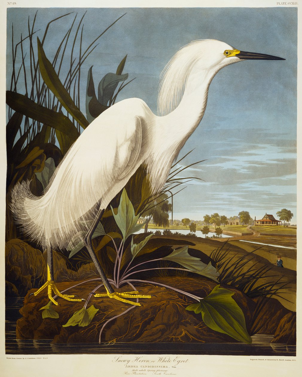 Volavka sněžná nebo volavka bílá / volavka sněžná od John James Audubon