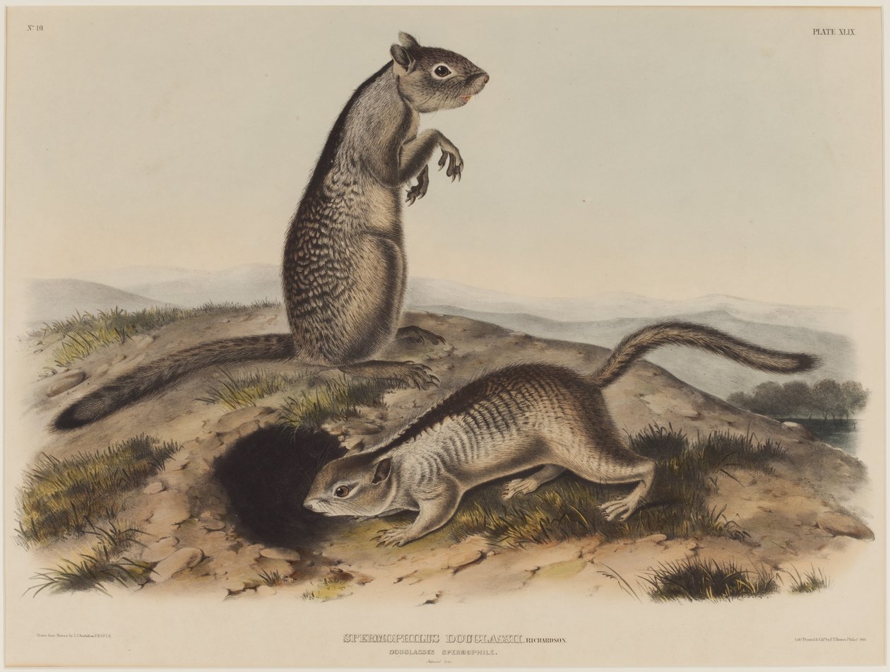 Spermophilus Douglassii (dvě douglasovské veverky) od John James Audubon
