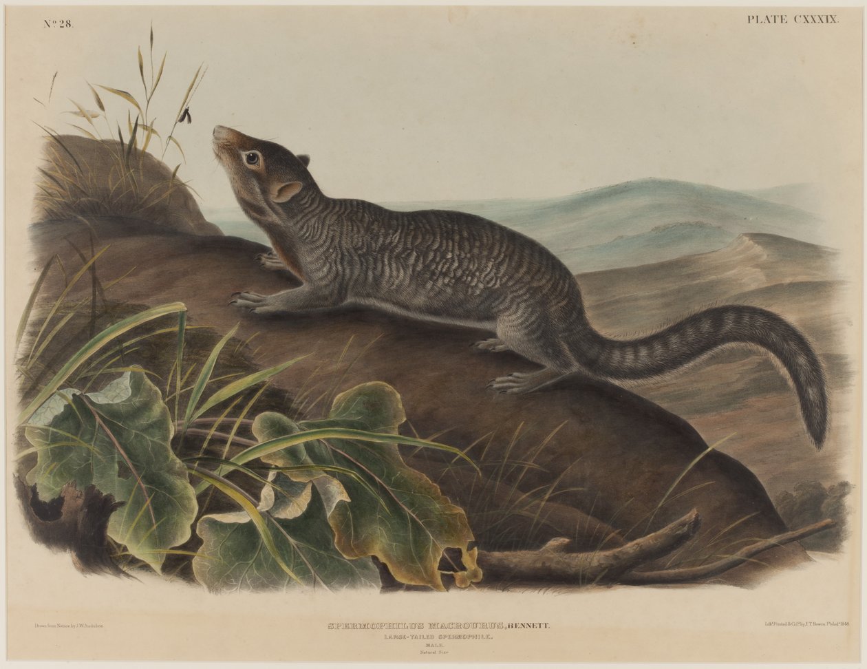 Spermophilus Macrourus (velkoocasá veverka) od John James Audubon
