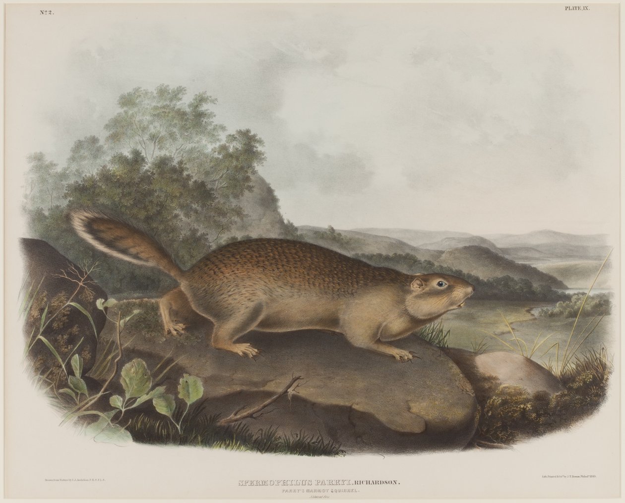 Spermophilus Parry (parryho svišť veverka) od John James Audubon