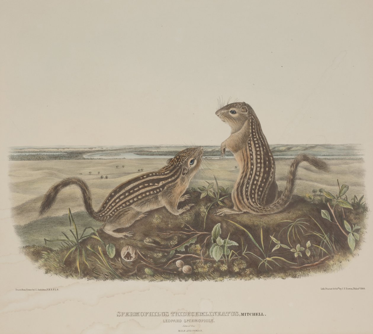 Spermophilus Tridecemlineatus (dvě leopardí veverky) od John James Audubon