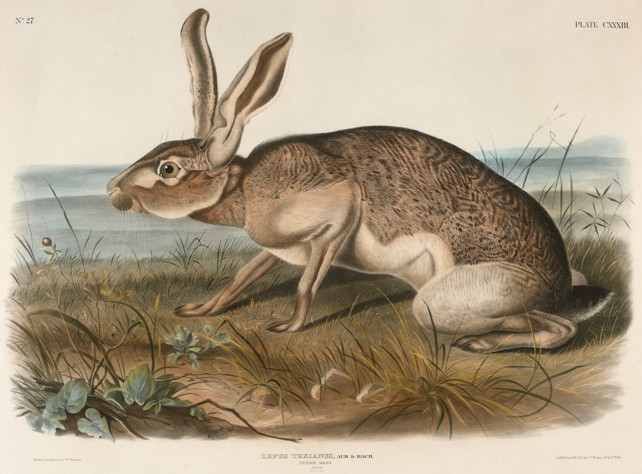 Texian Hare (Lepus Texianus), 1848 (ručně kolorovaná litografie) od John James Audubon