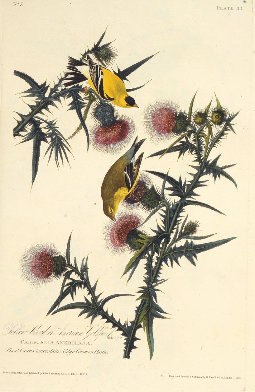 Stehlík americký. Z The Birds of America, 1827-1838. od John James Audubon