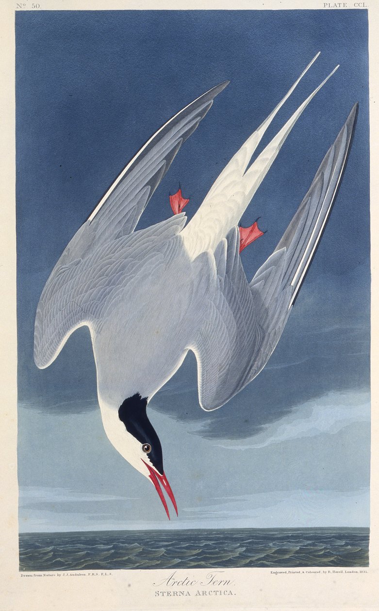Rybák arktický. Z The Birds of America, 1827-1838. od John James Audubon