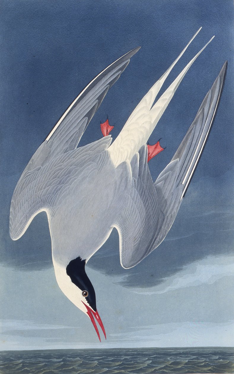 Rybák arktický. Z The Birds of America, 1827-1838. od John James Audubon