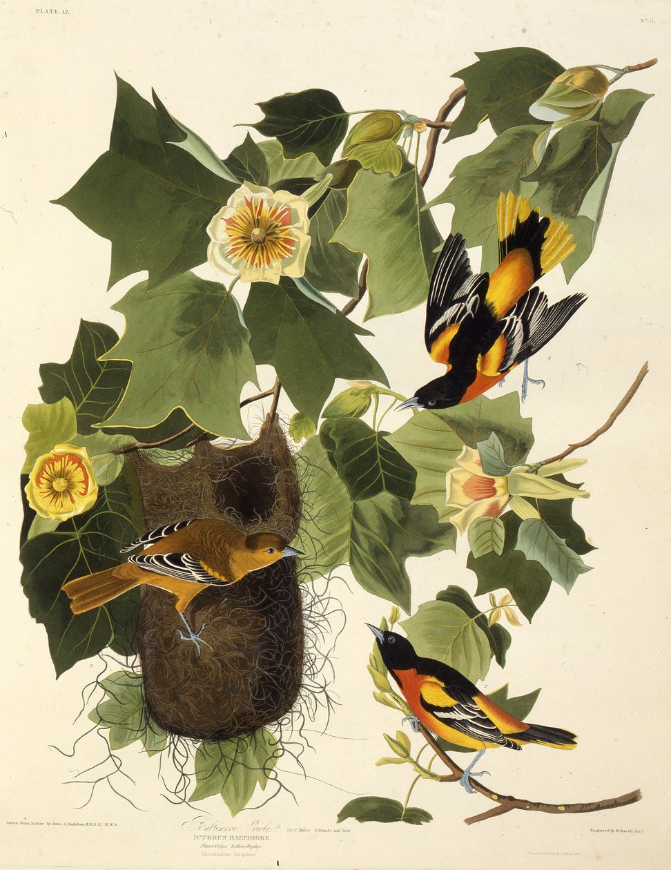 Žluva baltimorská. Z The Birds of America, 1827-1838. od John James Audubon