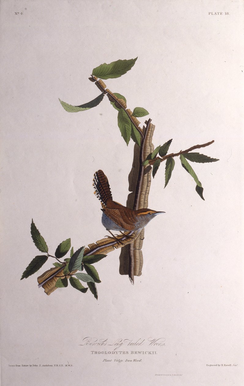Střízlík Bewicks. Z The Birds of America, 1827-1838. od John James Audubon