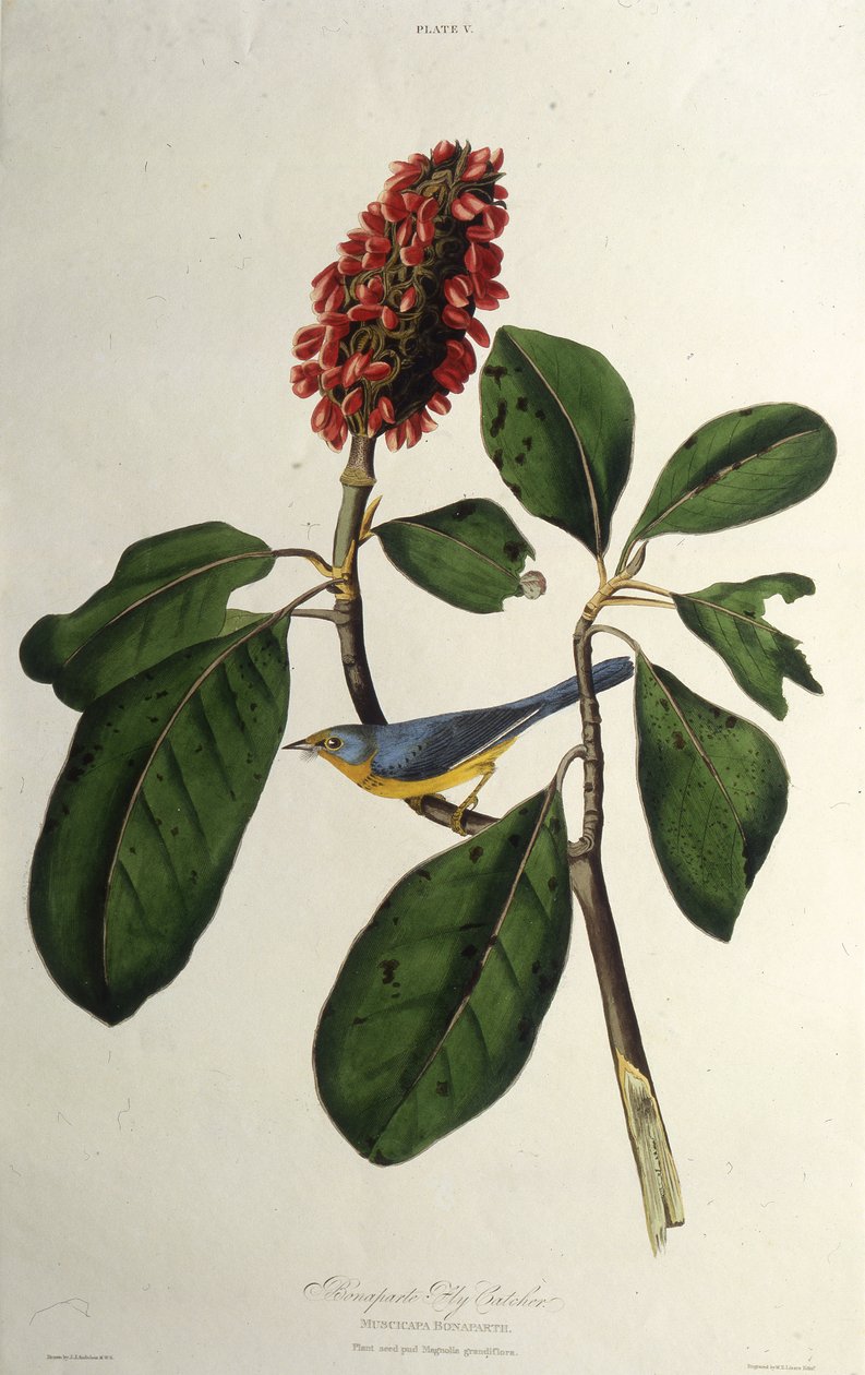 Pěnice kanadská. Z The Birds of America, 1827-1838. od John James Audubon