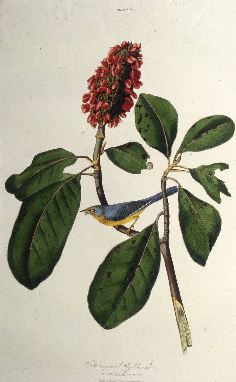 Pěnice kanadská. Z The Birds of America, 1827-1838. od John James Audubon