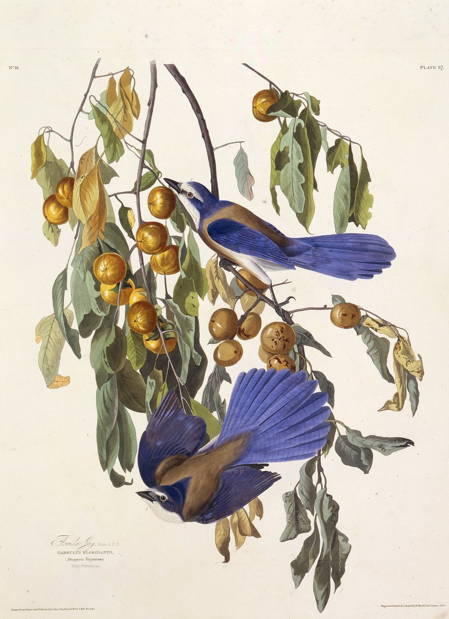 Sojka floridská. Z The Birds of America, 1827-1838. od John James Audubon
