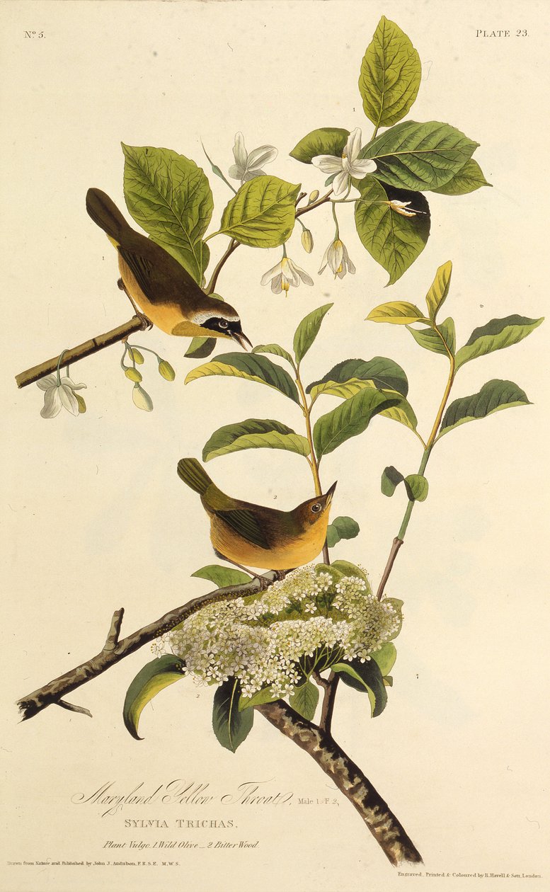 Žlutohrot z Marylandu. Z The Birds of America, 1827-1838. od John James Audubon