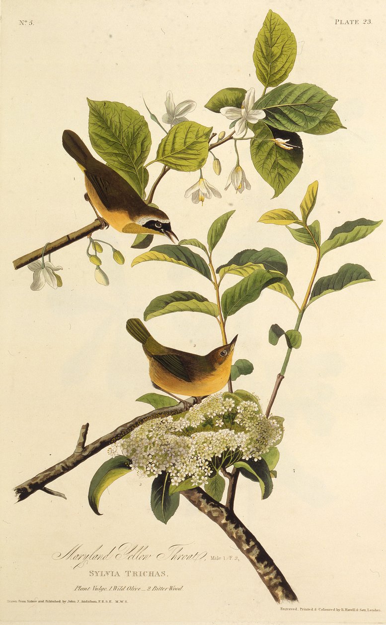 Žlutohrot z Marylandu. Z The Birds of America, 1827-1838. od John James Audubon