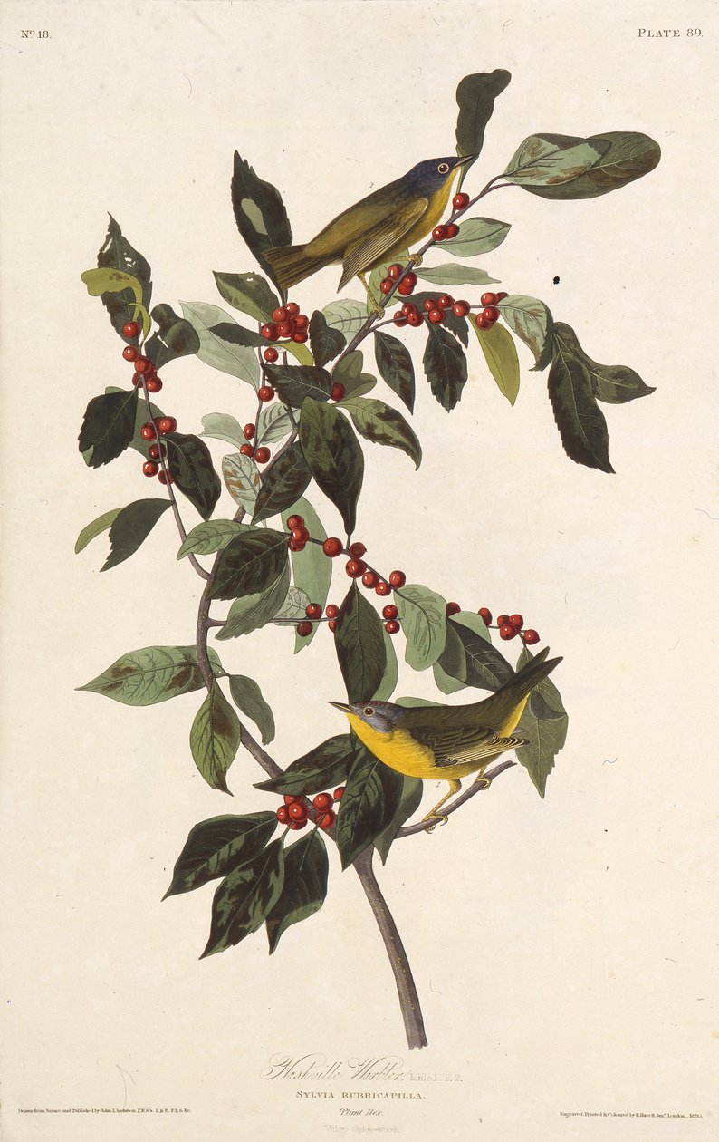 Pěnice nashvillská. Z The Birds of America, 1827-1838. od John James Audubon