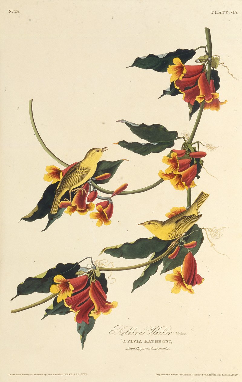 Pěnice Rathbone. Z The Birds of America, 1827-1838. od John James Audubon