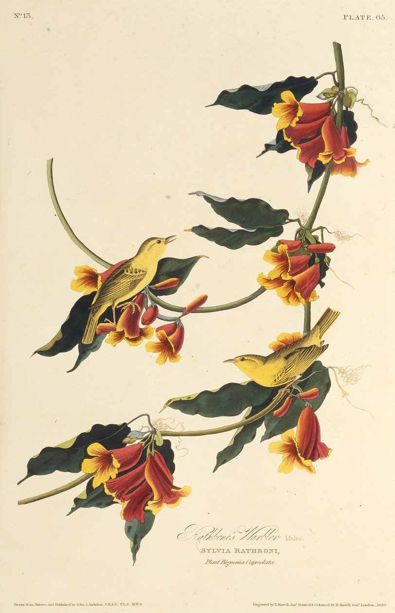 Pěnice Rathbone. Z The Birds of America, 1827-1838. od John James Audubon
