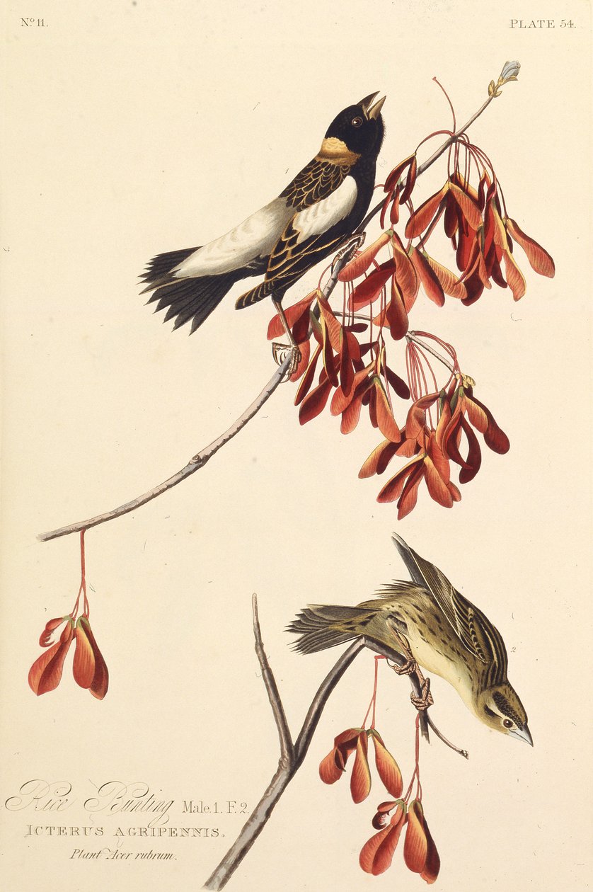 Ricebird. Z The Birds of America, 1827-1838. od John James Audubon