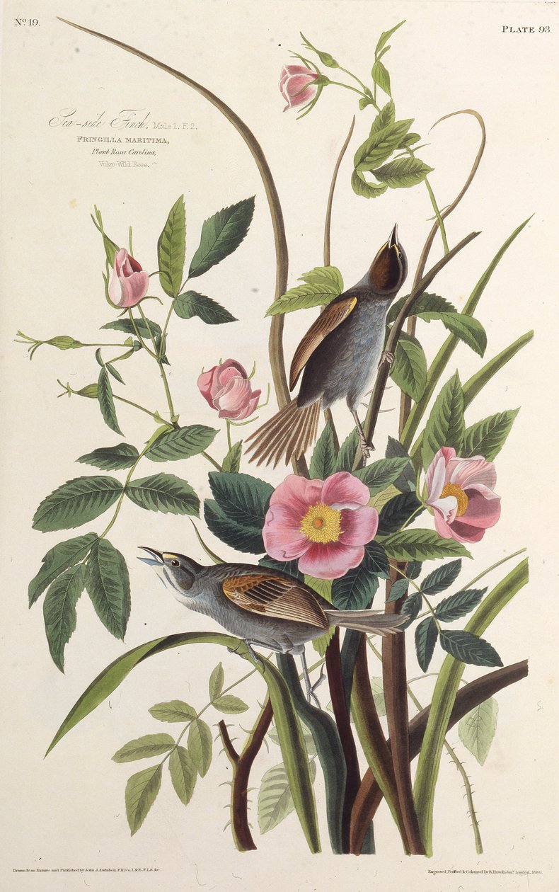 Pěnkava mořská. Z The Birds of America, 1827-1838. od John James Audubon