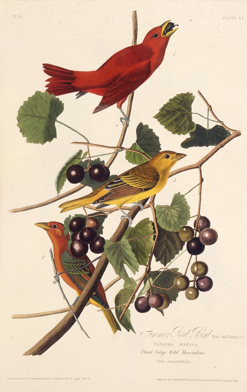 Letní červený pták. Z The Birds of America, 1827-1838. od John James Audubon