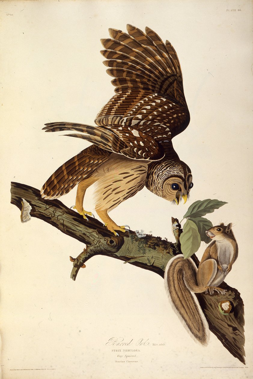 Sova zamřížovaná. Z The Birds of America, 1827-1838. od John James Audubon