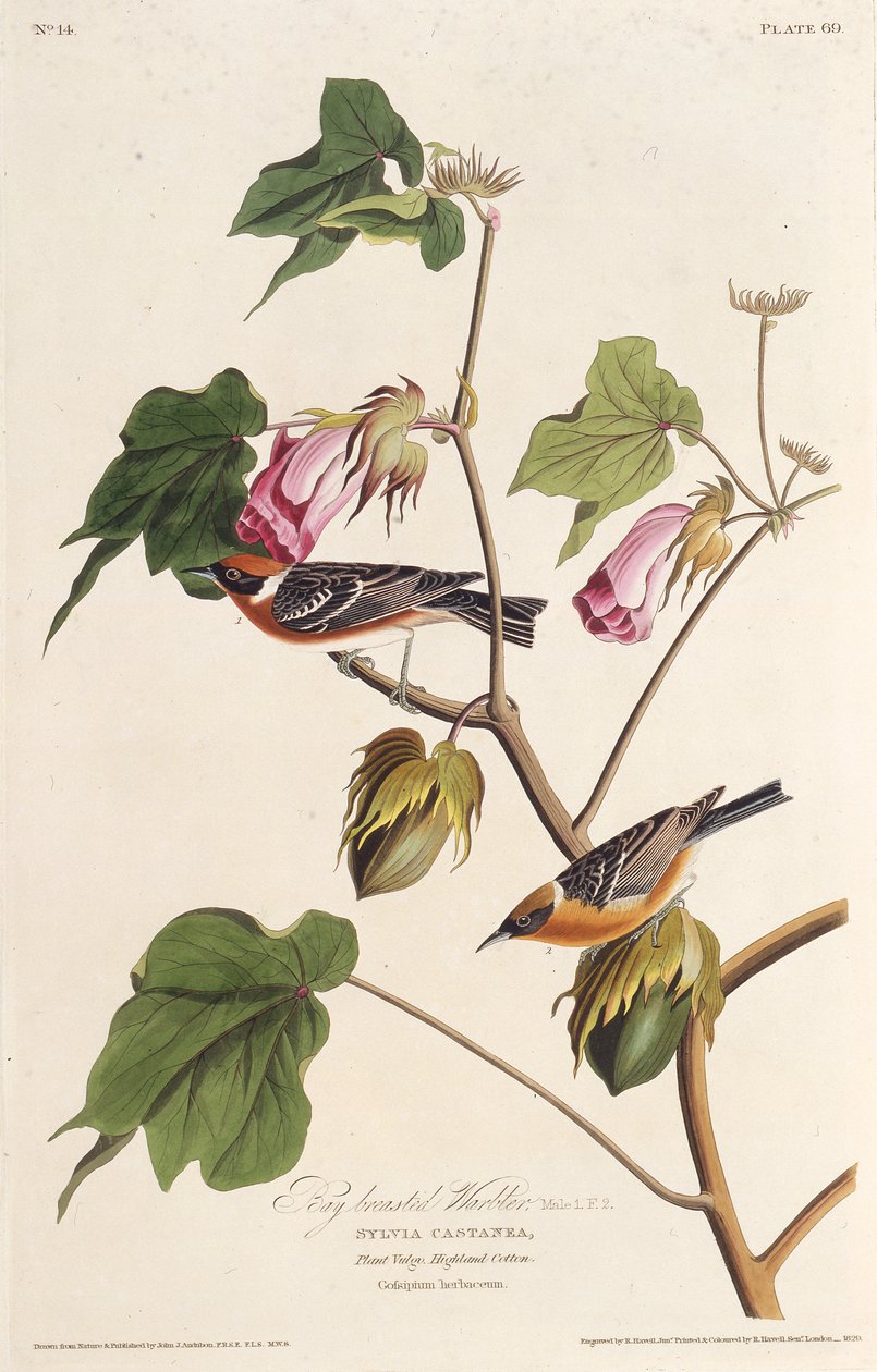 Pěnice hnědá. Z The Birds of America, 1827-1838. od John James Audubon
