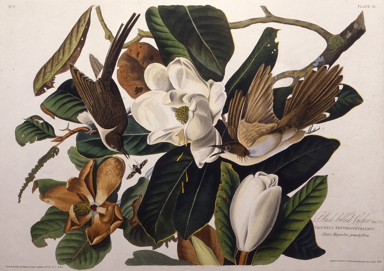 Kukačka černozobá. Z The Birds of America, 1827-1838. od John James Audubon