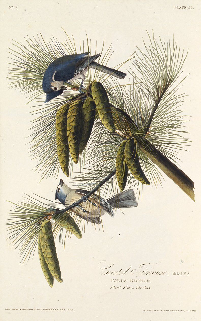 Sýkora černochocholatá. Z The Birds of America, 1827-1838. od John James Audubon