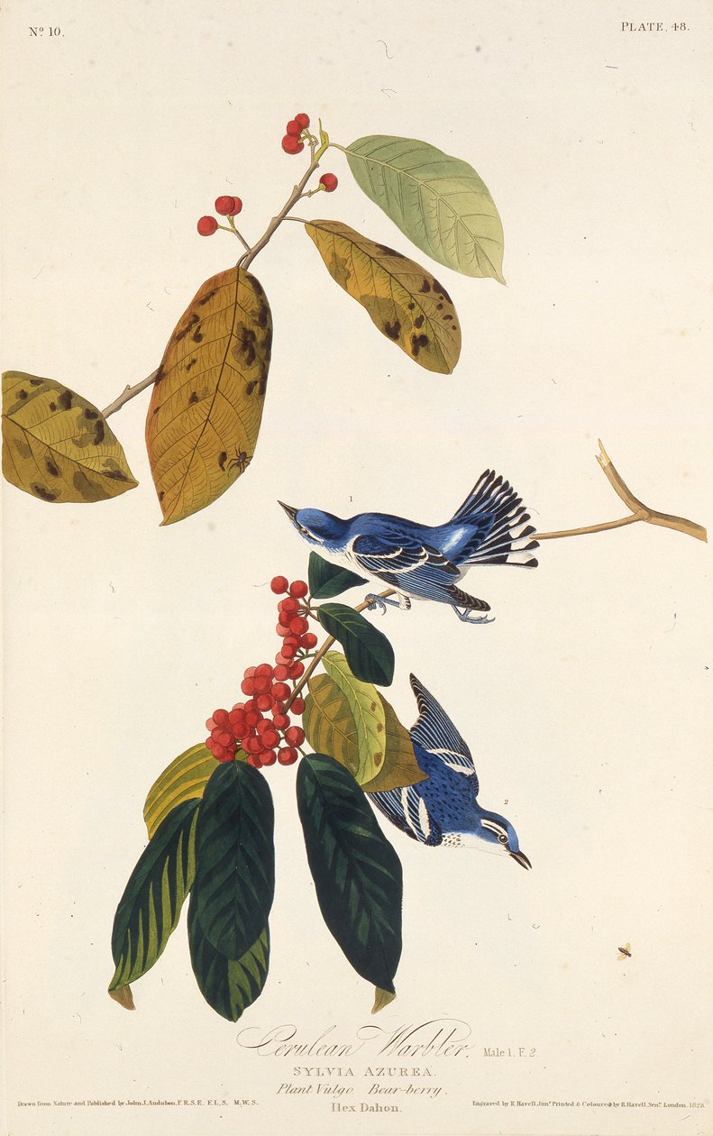 Pěnice blankytná. Z The Birds of America, 1827-1838. od John James Audubon