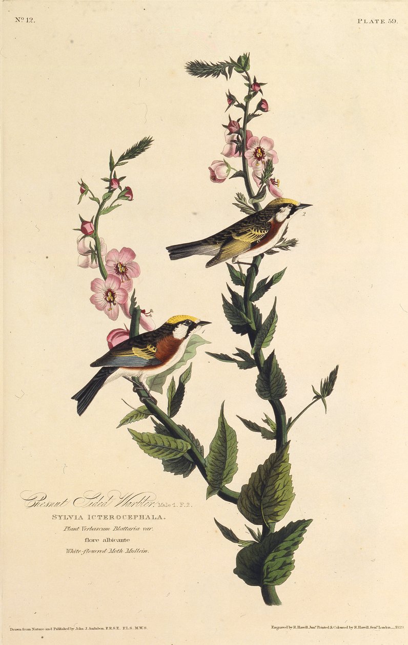 Pěnice kaštanová. Z The Birds of America, 1827-1838. od John James Audubon