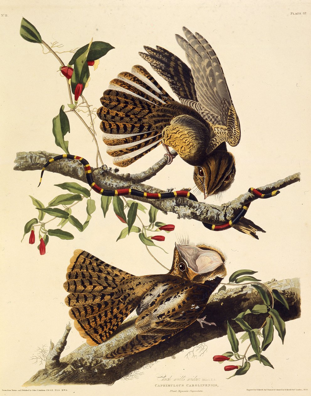 Chuck-wills-vdova. Z The Birds of America, 1827-1838. od John James Audubon
