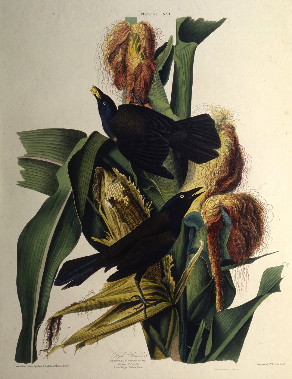 Obyčejný grackle. Z The Birds of America, 1827-1838. od John James Audubon