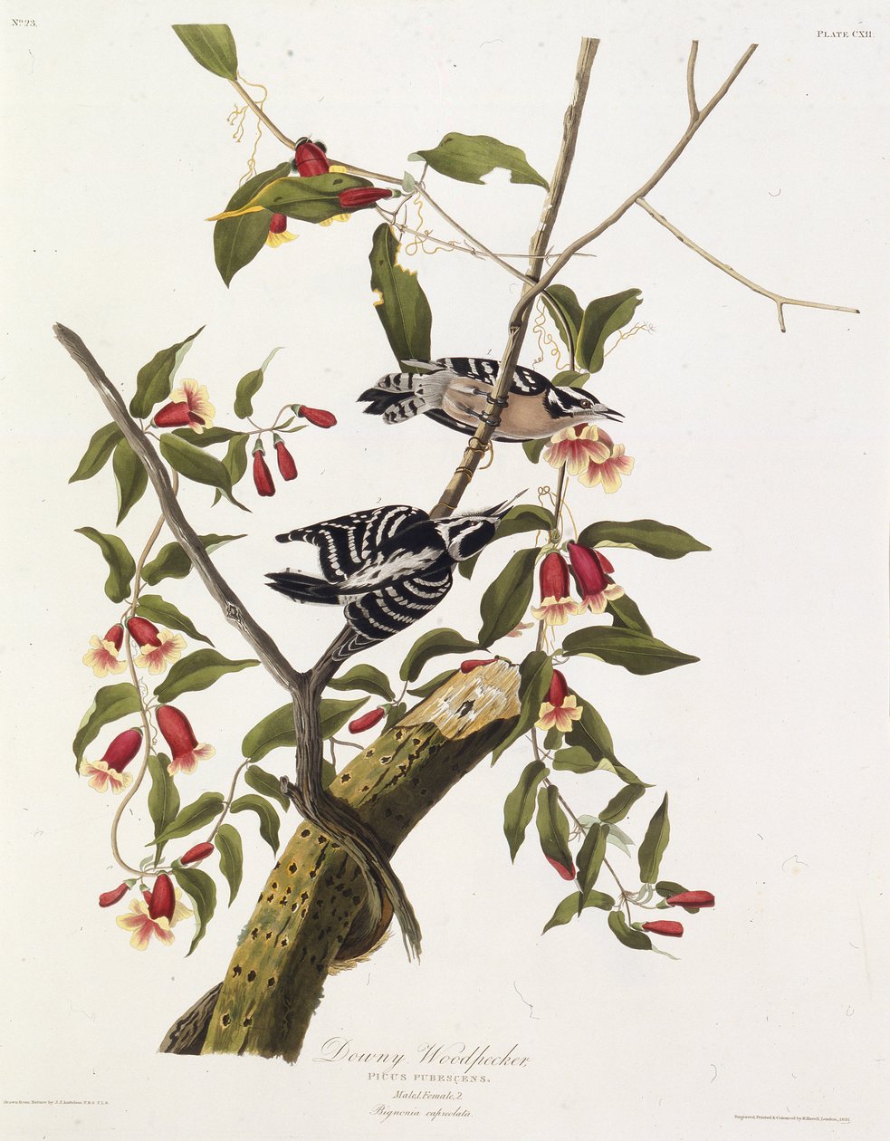 Datel pýřitý. Z The Birds of America, 1827-1838. od John James Audubon