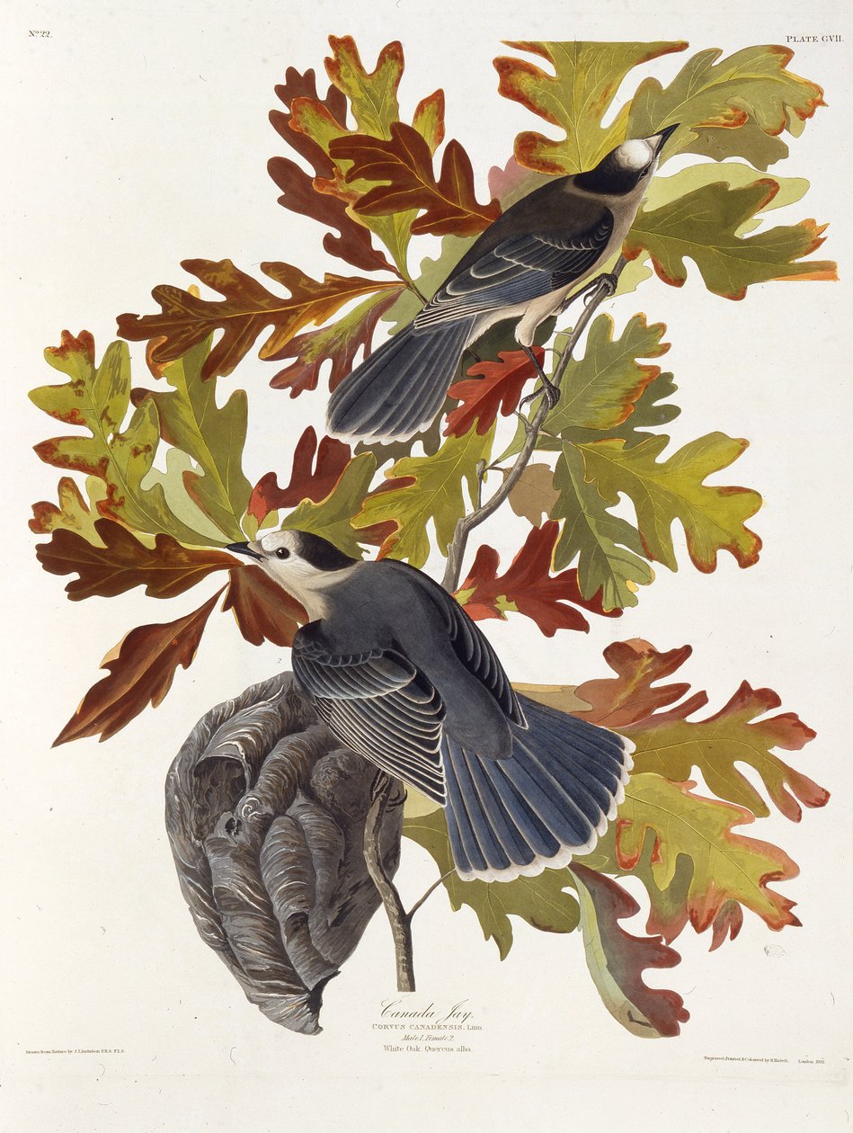 Sojka šedá. Z The Birds of America, 1827-1838. od John James Audubon