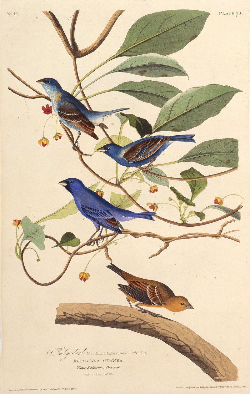 Indigoví ptáci. Z The Birds of America, 1827-1838. od John James Audubon
